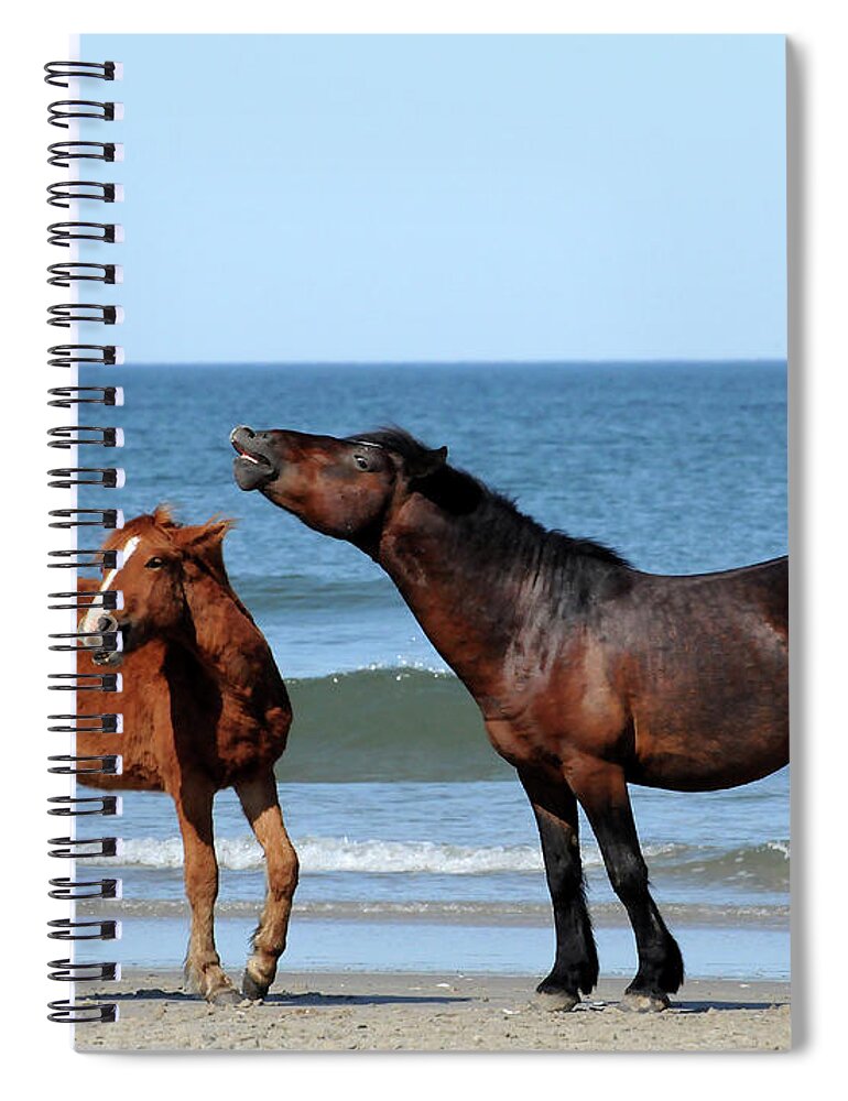 Wild Spiral Notebook featuring the photograph Wild Horses on Beach by Ted Keller