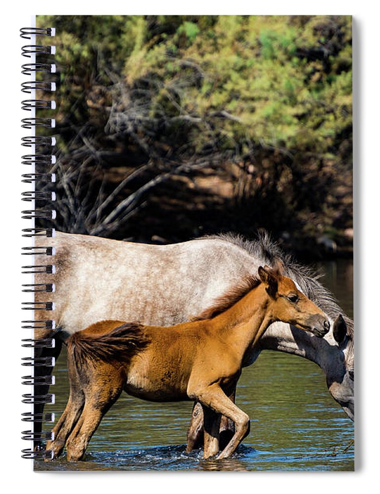 Horse Spiral Notebook featuring the photograph Wild Horses on the Salt River by Douglas Killourie