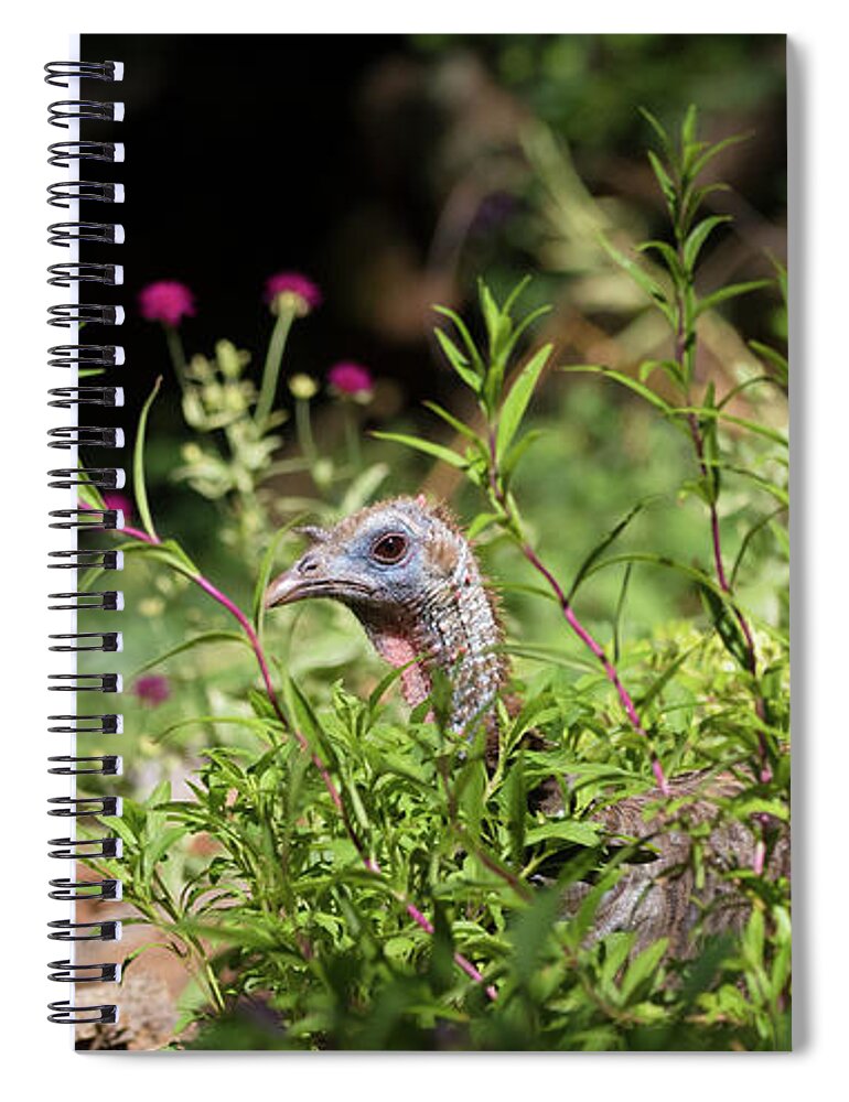 Wild Turkey Spiral Notebook featuring the photograph Wild Mama Turkey in the Garden by Kathleen Bishop
