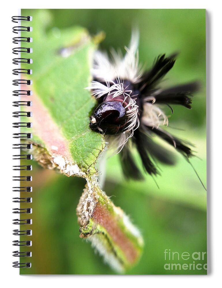 Milkweed Tussock Moth Caterpillar Spiral Notebook featuring the photograph Wild Nature - Milkweed Tussock Moth Caterpillar by Kerri Farley