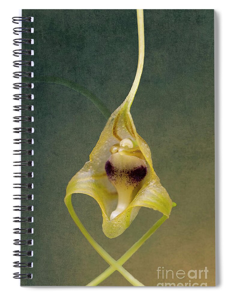 Orchid Spiral Notebook featuring the photograph Wild Orchid 2 by Heiko Koehrer-Wagner
