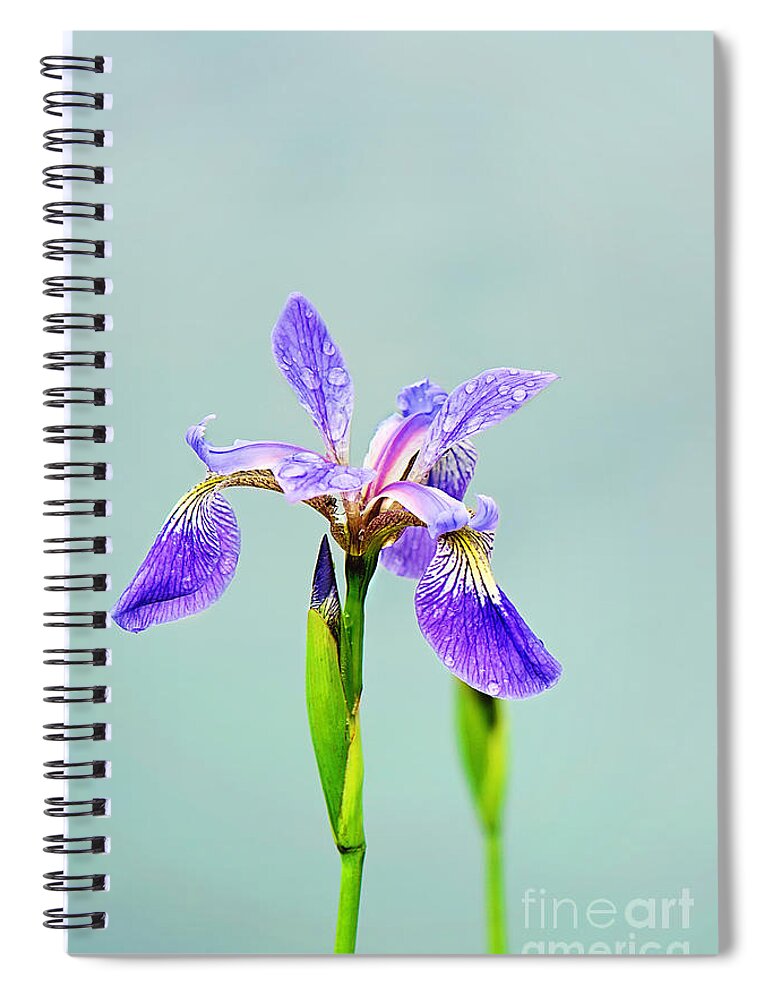 Wild Iris Photo Spiral Notebook featuring the photograph Wild Purple Iris Print by Gwen Gibson