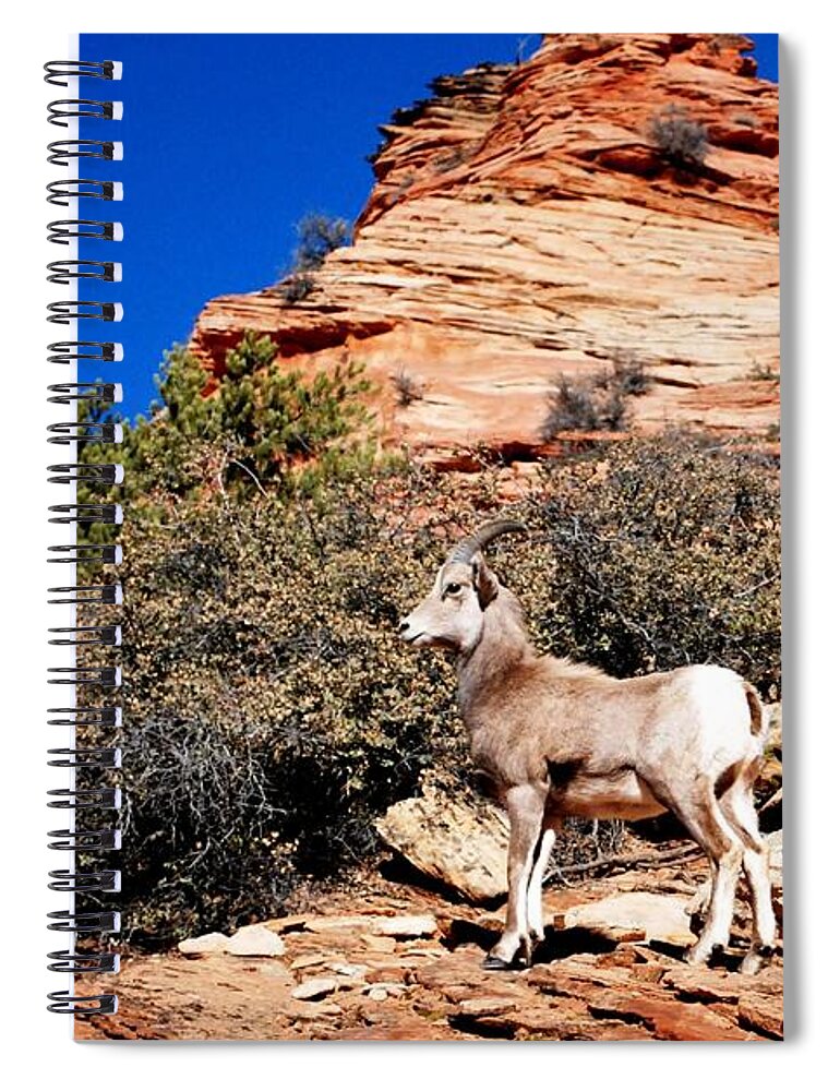 Ram Spiral Notebook featuring the photograph Wild Ram at Zion by Matt Quest