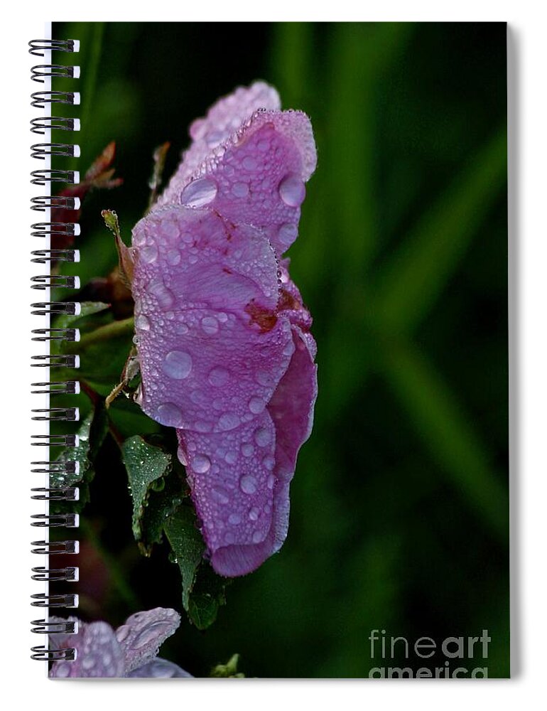 Wild Rose Spiral Notebook featuring the photograph Wild Rose After the Rain by Ann E Robson