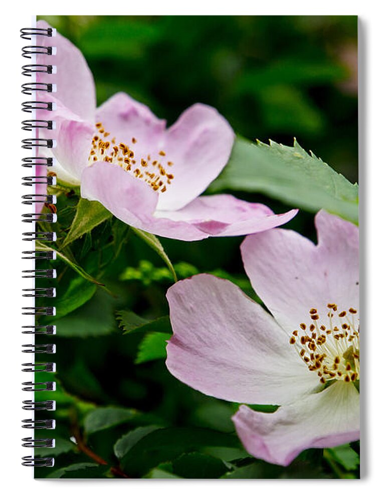 Wild Roses Spiral Notebook featuring the photograph Wild Roses. Adagio. by Elena Perelman