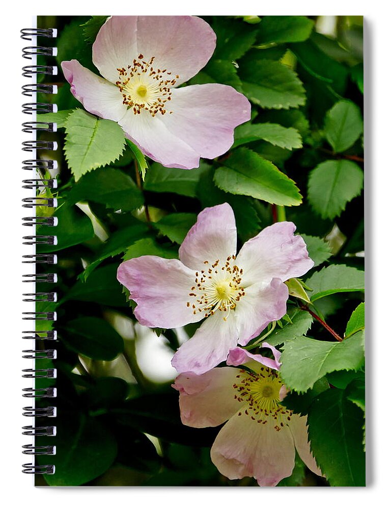 Wild Roses Spiral Notebook featuring the photograph Wild Roses. Trio. by Elena Perelman