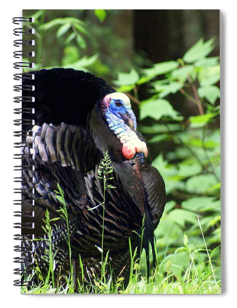 Wild Turkey Spiral Notebook featuring the photograph Wild Turkey 2 by Marty Koch