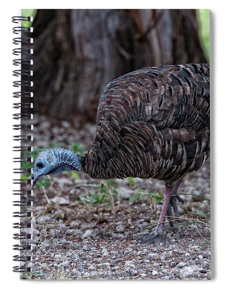 Wild Turkey Spiral Notebook featuring the photograph Wild Turkey by Douglas Barnard