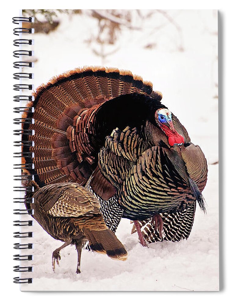 Wild Turkey Spiral Notebook featuring the photograph Wild Turkey Parade Print by Gwen Gibson