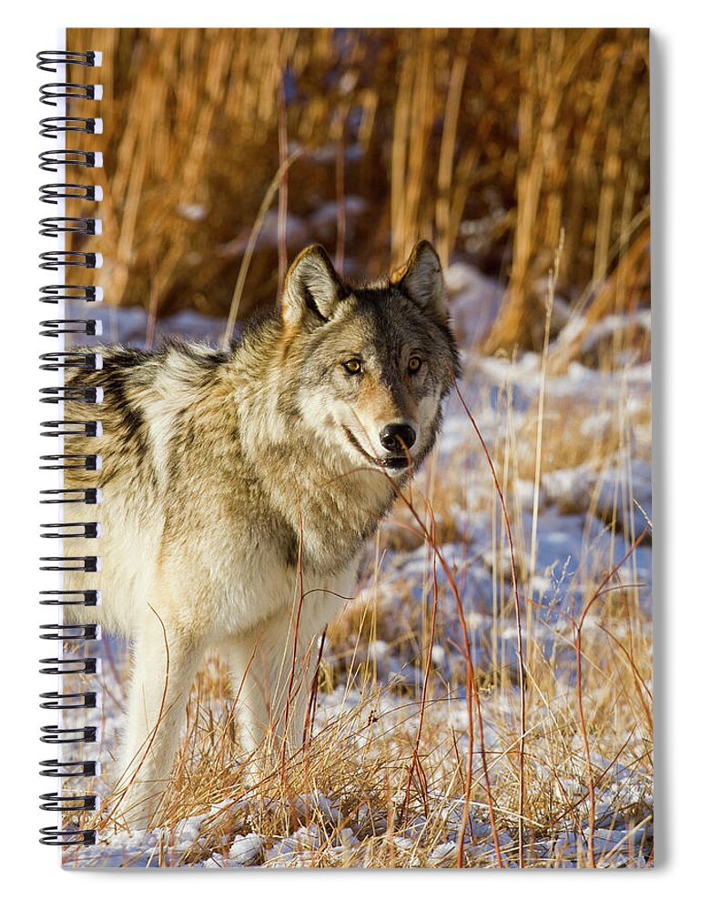 Wolf Spiral Notebook featuring the photograph Wild Wolf by Mark Miller
