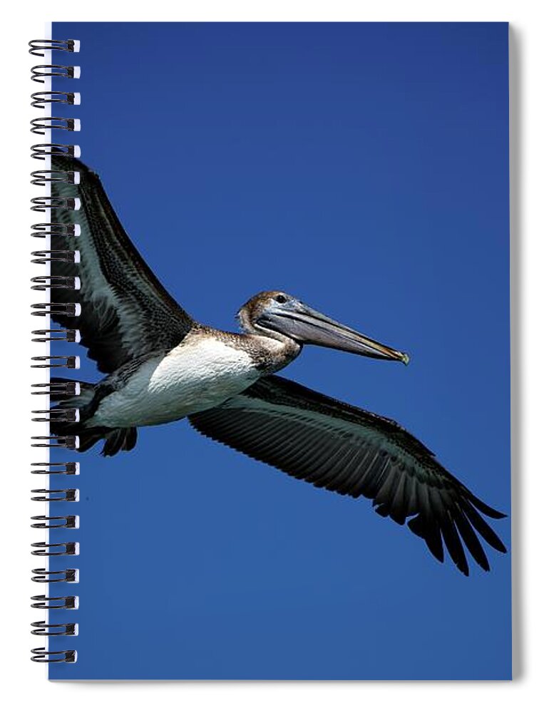 Birds Spiral Notebook featuring the photograph Wildlife in Mexico #3 by Robert Grac