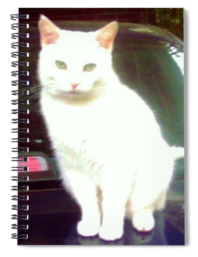 Cat Spiral Notebook featuring the photograph Will Wash Car For Treats by Denise F Fulmer