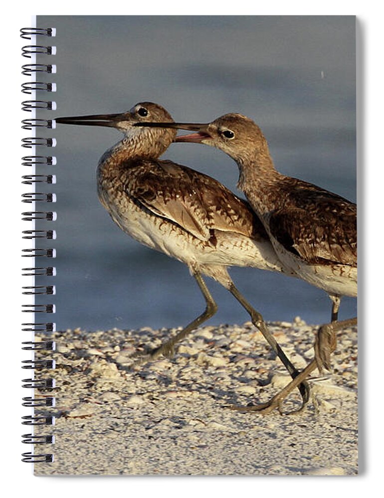 Willet Spiral Notebook featuring the photograph Willet Fight by Meg Rousher
