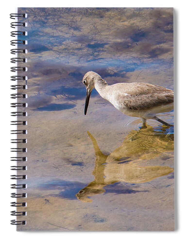 Willet Spiral Notebook featuring the photograph Willet No.1 by John Greco