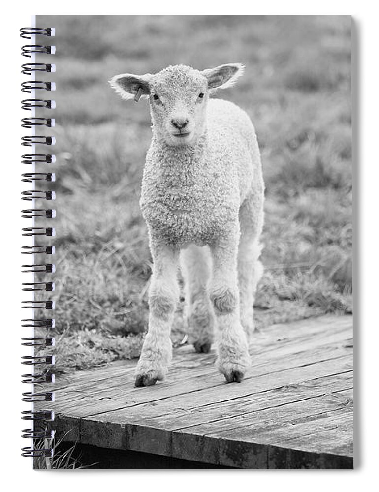 Sheep Spiral Notebook featuring the photograph Williamsburg Lamb by Lara Morrison