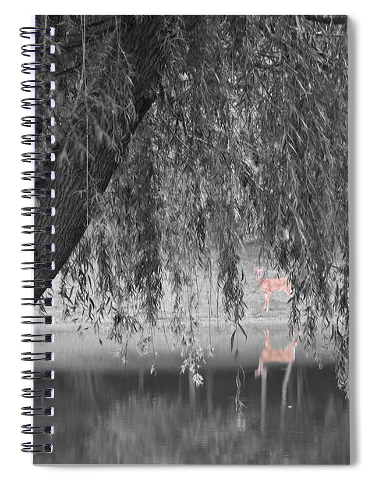 Dylan Punke Spiral Notebook featuring the photograph Willow Deer II by Dylan Punke