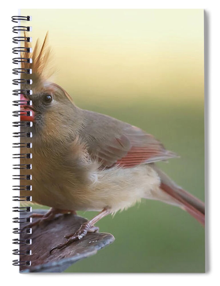 Terry D Photography Spiral Notebook featuring the photograph Wind Blown Cardinal by Terry DeLuco
