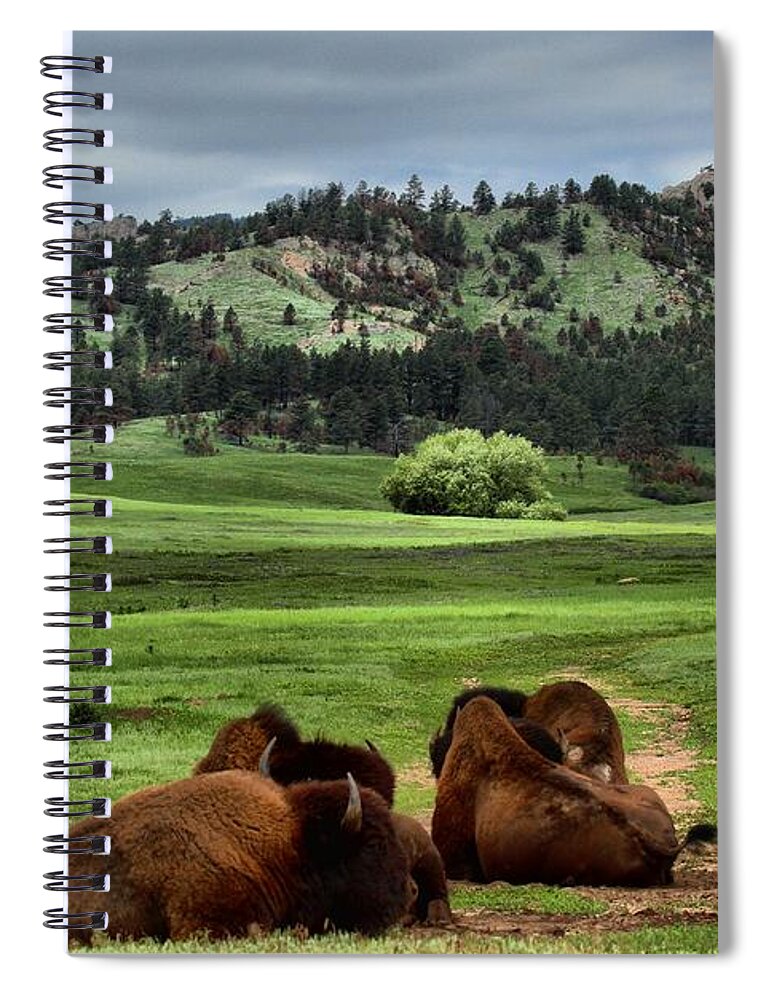 Bison Spiral Notebook featuring the photograph Wind Cave Bison by Adam Jewell