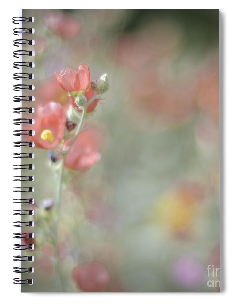 Wildflowers Spiral Notebook featuring the photograph Globemallow Impressionism by Tamara Becker