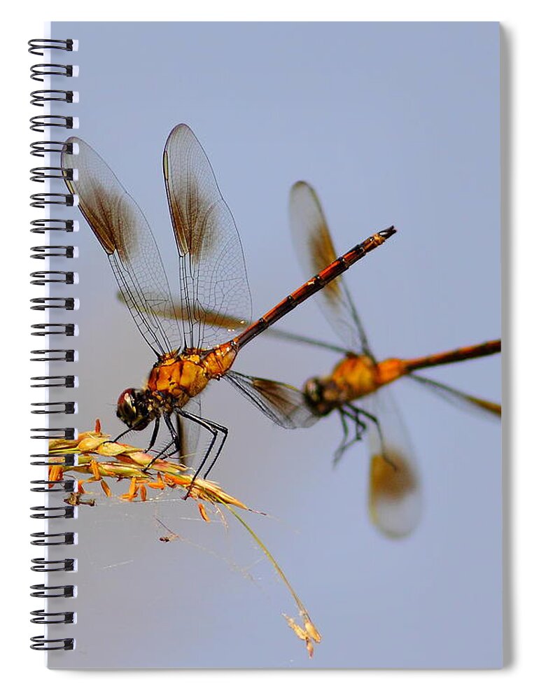 Animal Spiral Notebook featuring the photograph Wingman by Robert Frederick