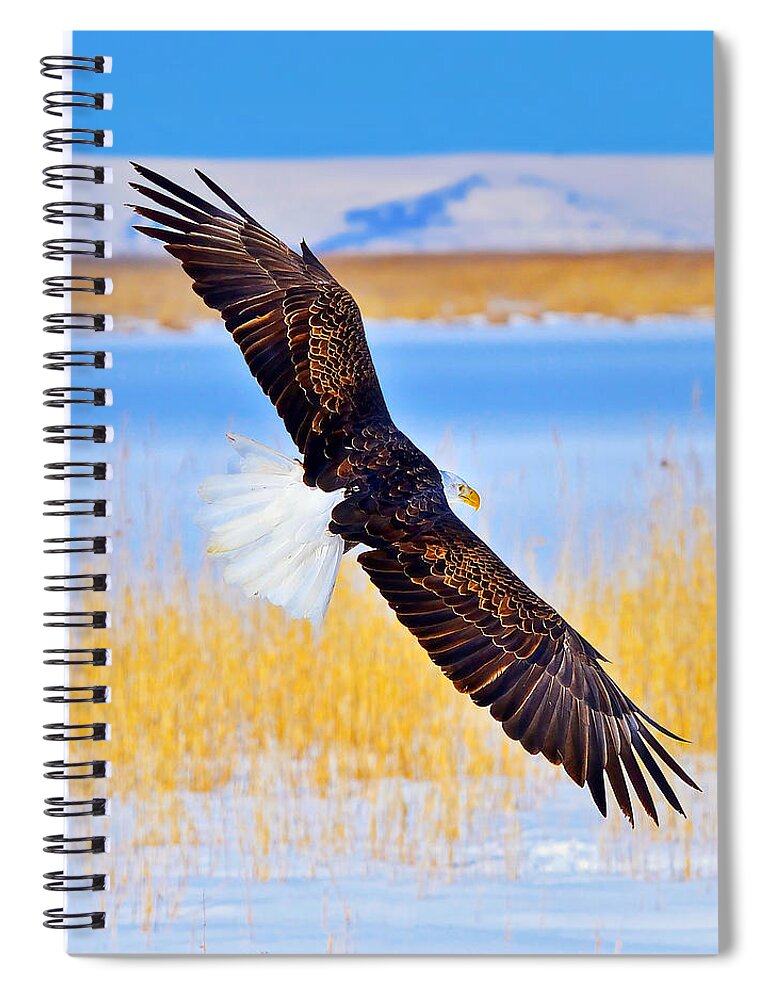 Bald Eagle Spiral Notebook featuring the photograph Wingspan by Greg Norrell