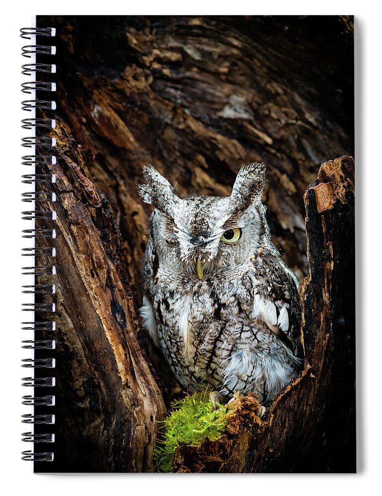 Animals Spiral Notebook featuring the photograph Wink, Wink by Tracy Munson