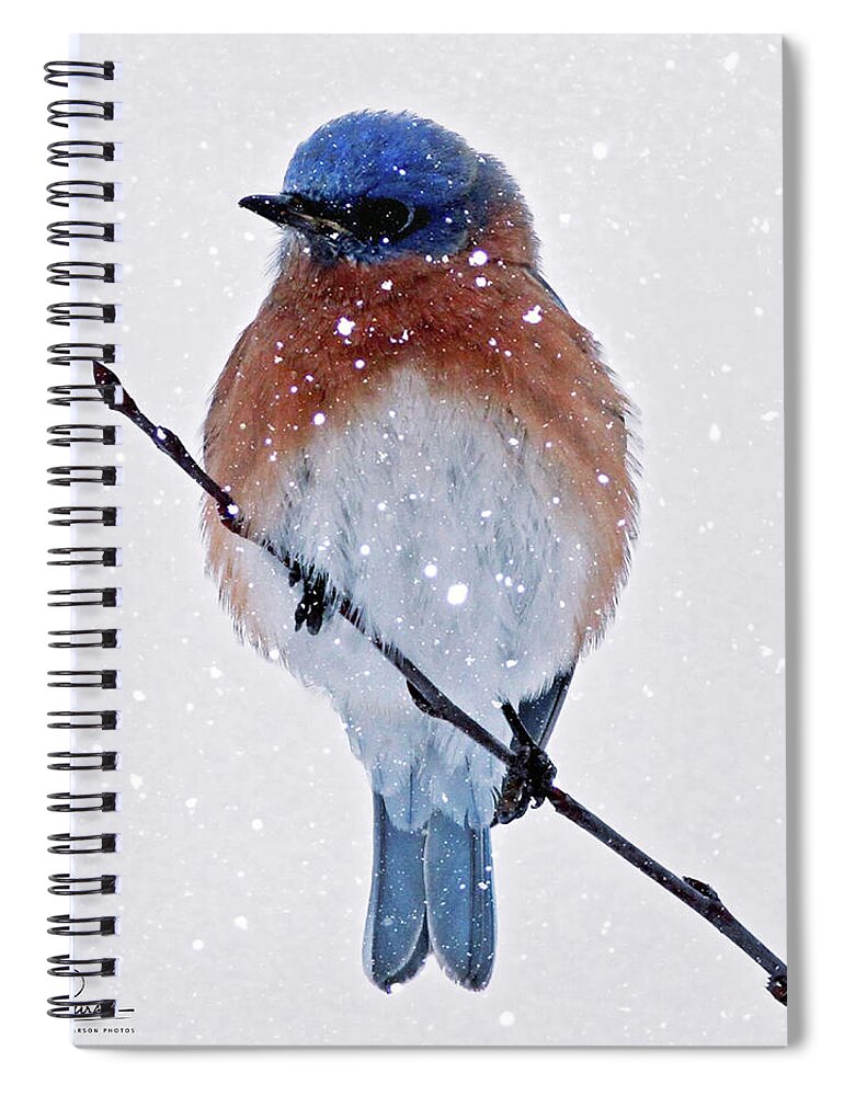 Bluebird Spiral Notebook featuring the photograph Winter Bluebird by Jackson Pearson