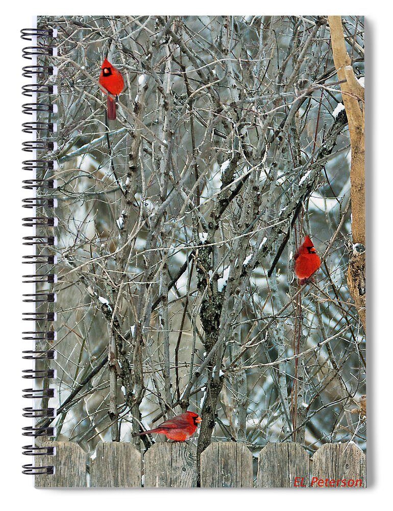 Northern Cardinal Spiral Notebook featuring the photograph Winter Cardinals by Ed Peterson