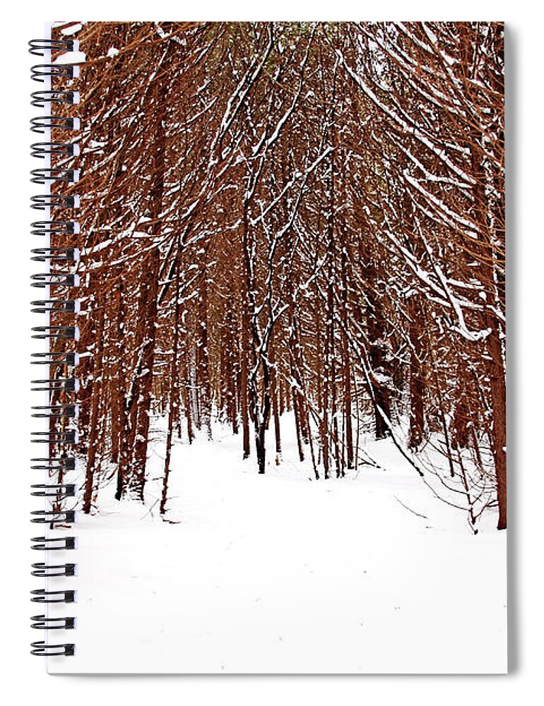 Cedar Trees Spiral Notebook featuring the photograph Winter Cedars by Debbie Oppermann