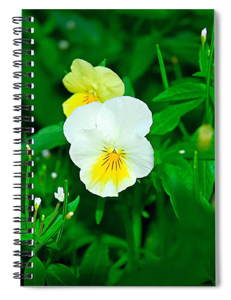 Winter Spiral Notebook featuring the photograph Winter Park Violets 1 by Robert Meyers-Lussier