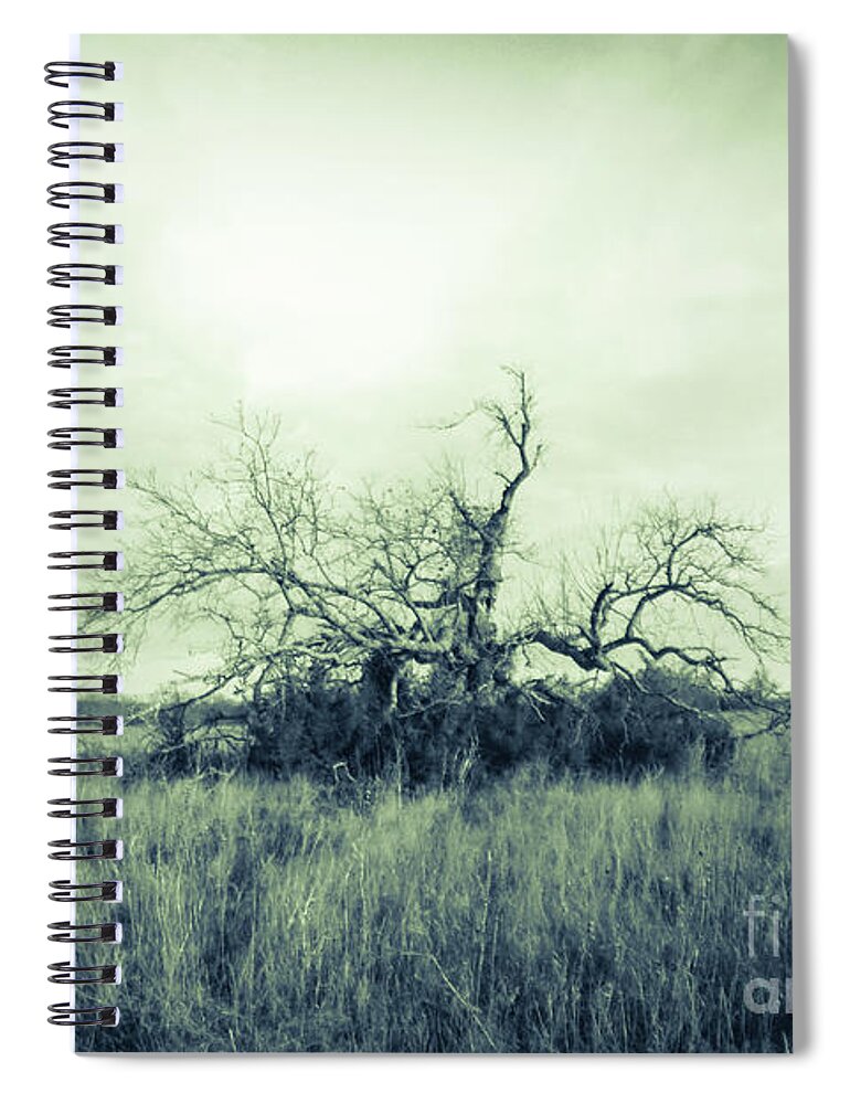 Pecan Spiral Notebook featuring the photograph Winter Pecan by Cheryl McClure