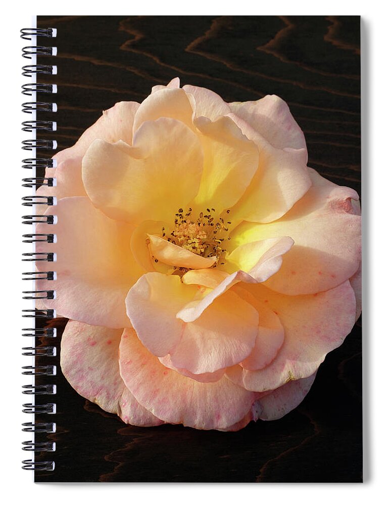 Winter Rose Spiral Notebook featuring the photograph Winter Salmon Rose on Antique Wood by Kathy Anselmo
