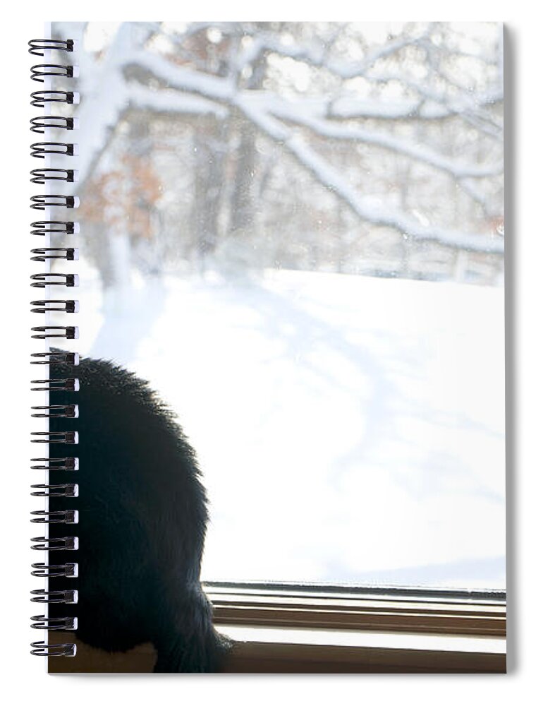 Cat Spiral Notebook featuring the photograph Winter sun by Brooke Bowdren