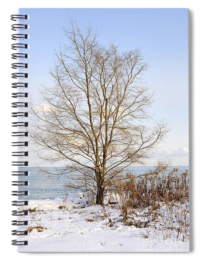 Tree Spiral Notebook featuring the photograph Winter tree on shore by Elena Elisseeva