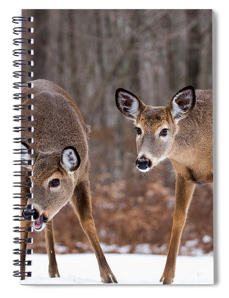 Two Is Better Than One When Searching Spiral Notebook featuring the photograph Winter White Tail Deer by Karol Livote
