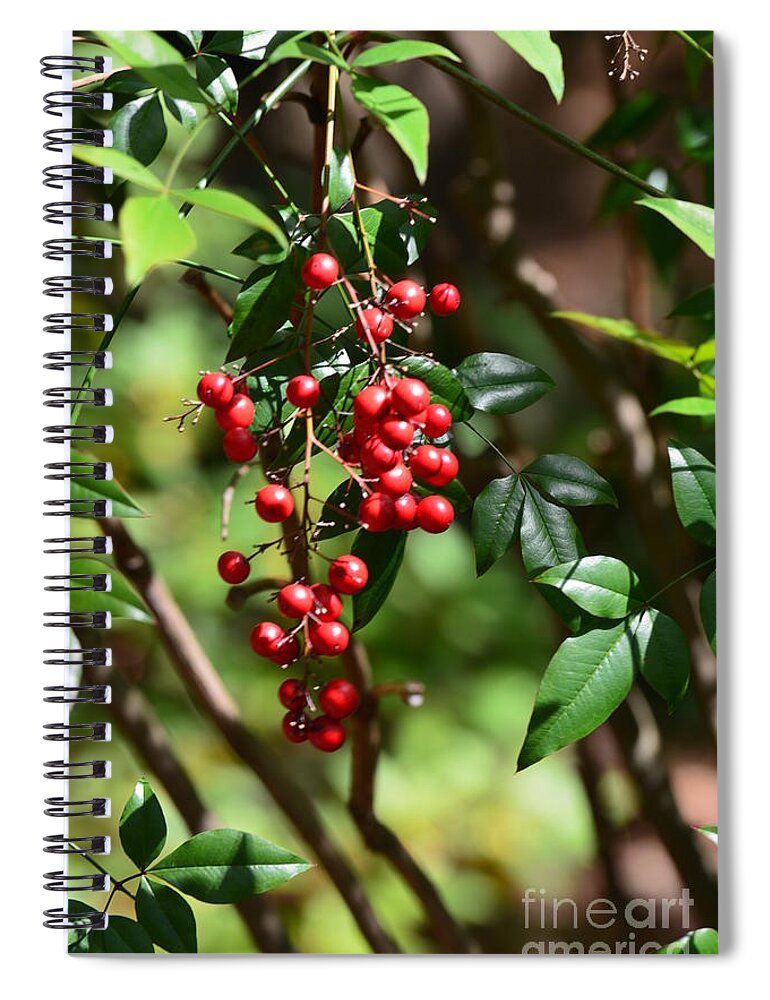 Red Berries Spiral Notebook featuring the photograph Winterberry by Maria Urso