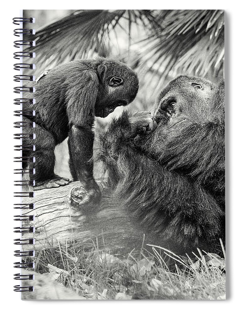 Gorilla Spiral Notebook featuring the photograph Wisdom by William Blonigan