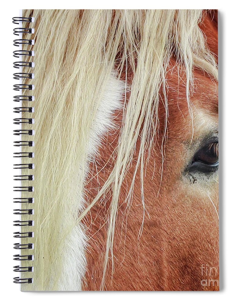 Horse Spiral Notebook featuring the photograph Wise One  White Mane by Toma Caul