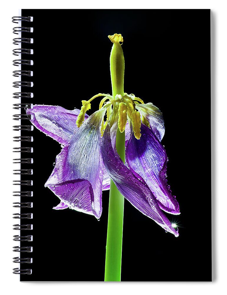 Tulip Spiral Notebook featuring the photograph Withering Beauty by Adam Reinhart