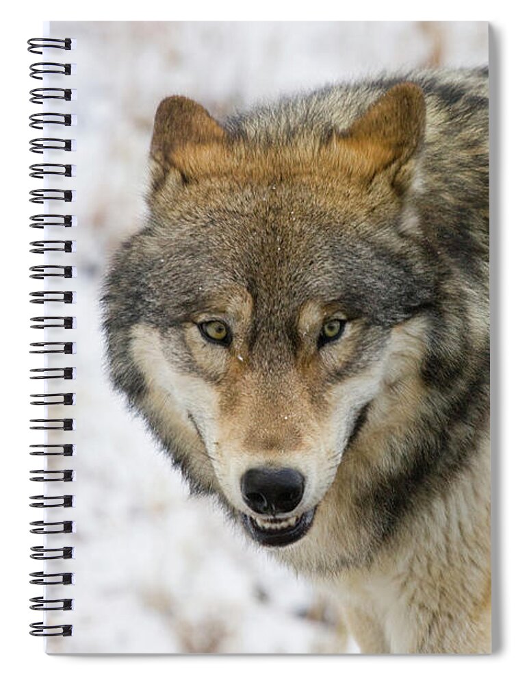 Wild Spiral Notebook featuring the photograph Wolf in the Wild by Mark Miller