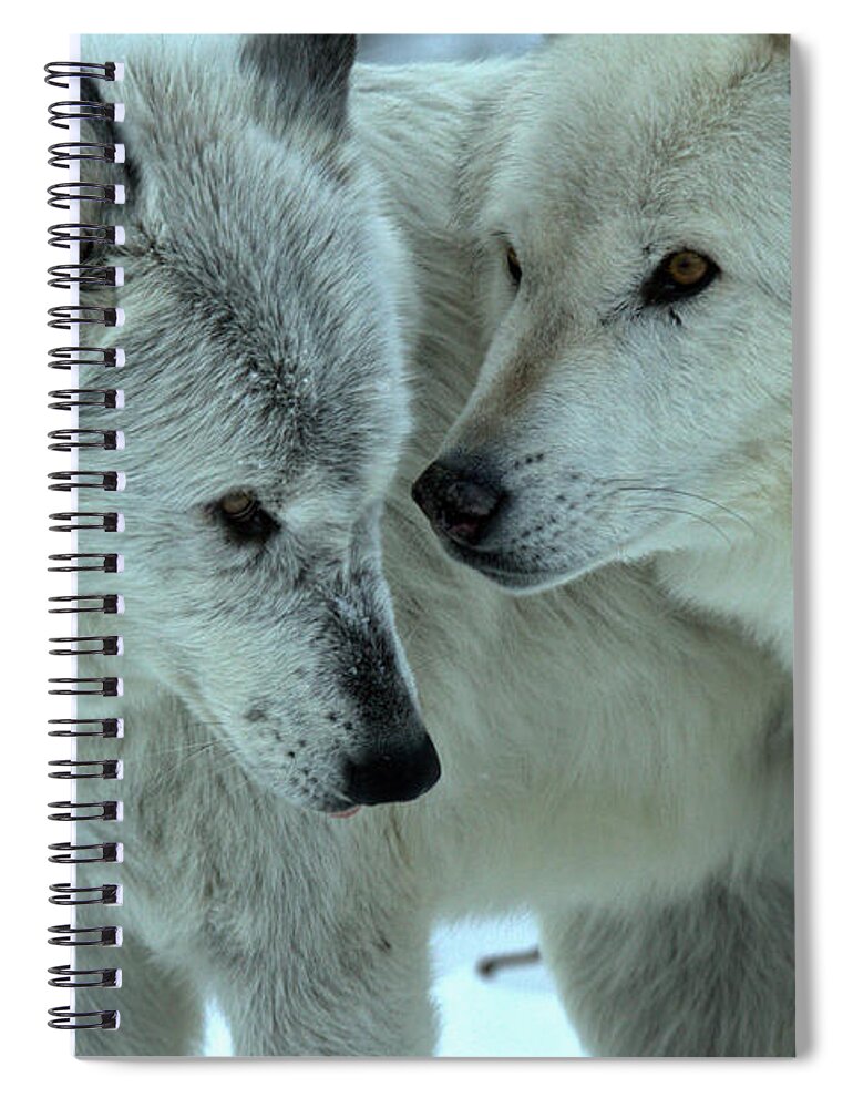  Spiral Notebook featuring the photograph Wolf Whispers by Adam Jewell