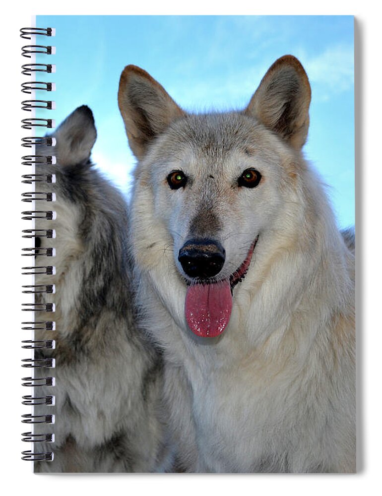Wolf Spiral Notebook featuring the photograph wolves IV by Diane montana Jansson