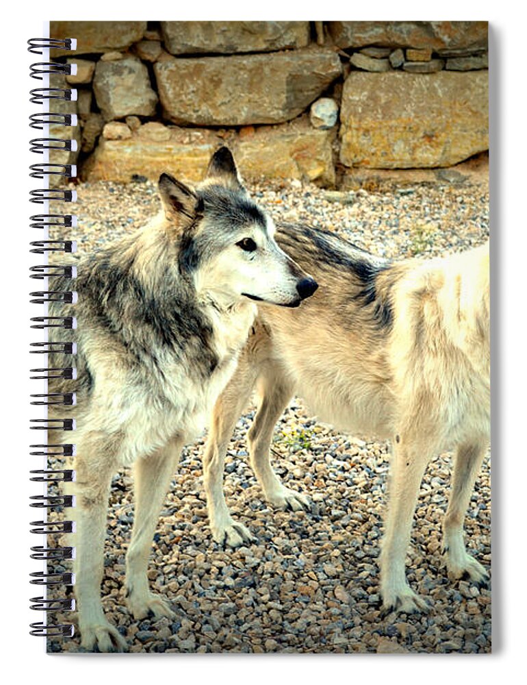 Wolves Spiral Notebook featuring the photograph wolves XI by Diane montana Jansson