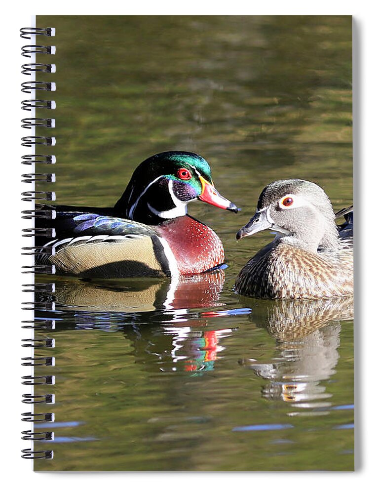 Wood Duck Spiral Notebook featuring the photograph Wood Duck Drake and Hen by Steve McKinzie