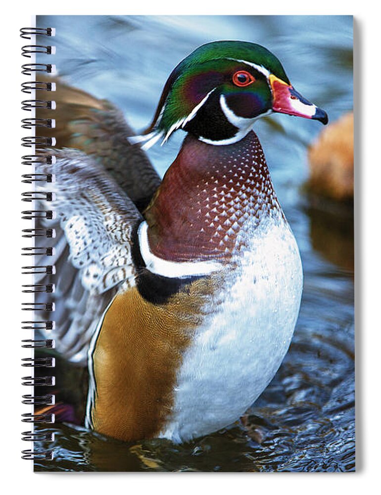 Wildlife Spiral Notebook featuring the photograph Wood Duck Flap by Bill and Linda Tiepelman