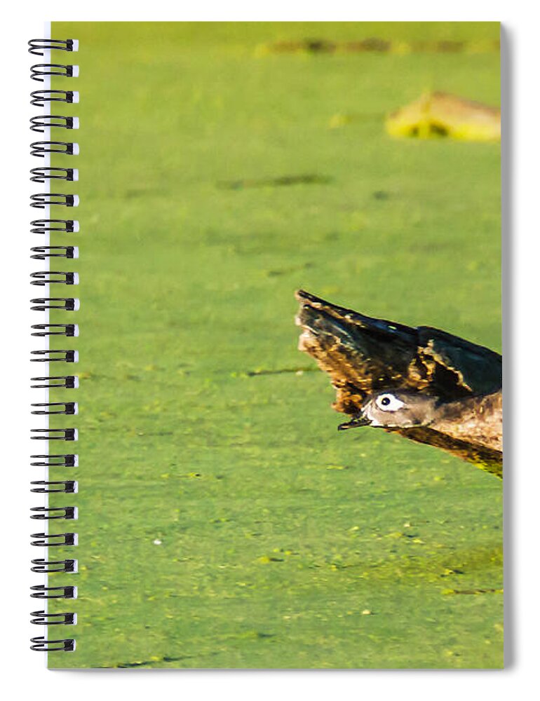 Heron Heaven Spiral Notebook featuring the photograph Wood Duck Hen Takes Flight by Ed Peterson