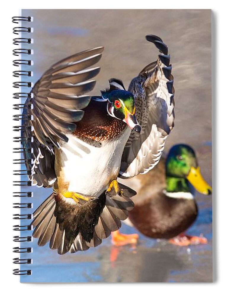 Wood Duck In Action Spiral Notebook featuring the photograph Wood duck in action by Lynn Hopwood