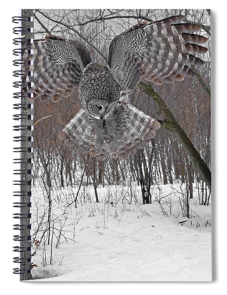 Great Gray Owl Spiral Notebook featuring the photograph Woodlands Hunter's wings and tail spread by Asbed Iskedjian