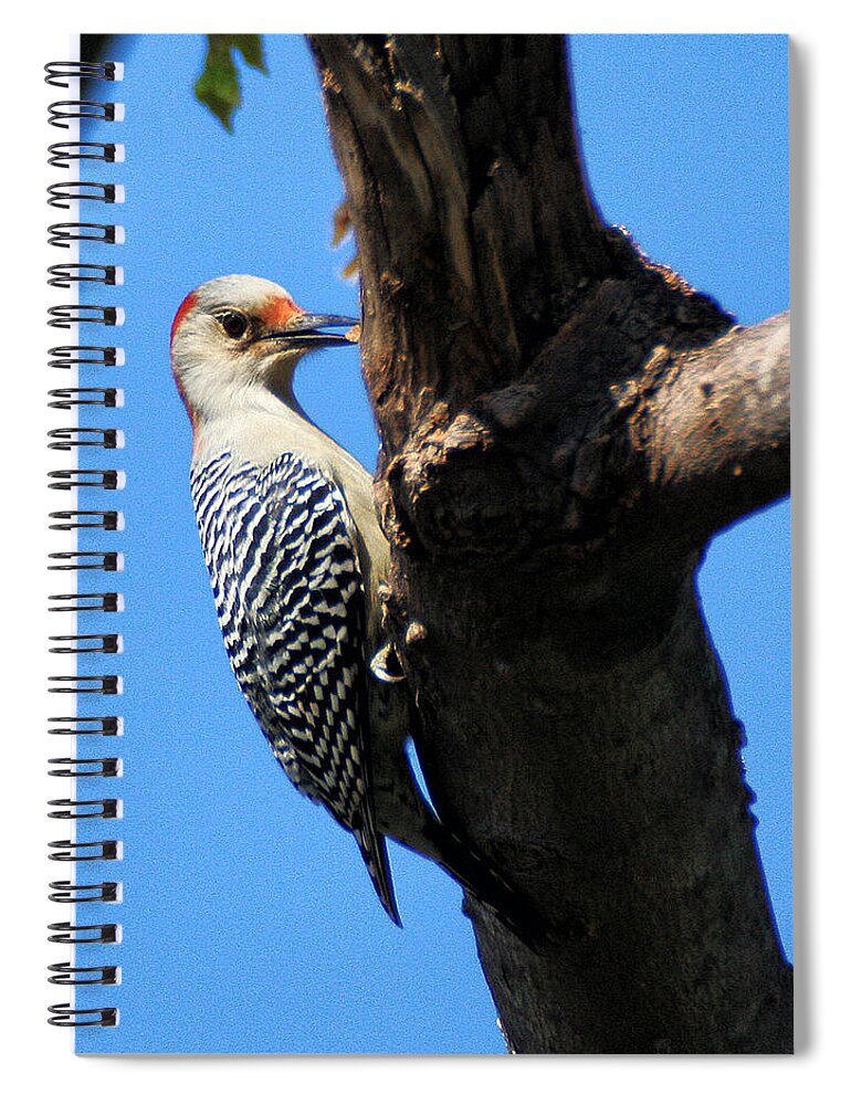 Wildlife Spiral Notebook featuring the photograph Woodpecker Feeding by William Selander