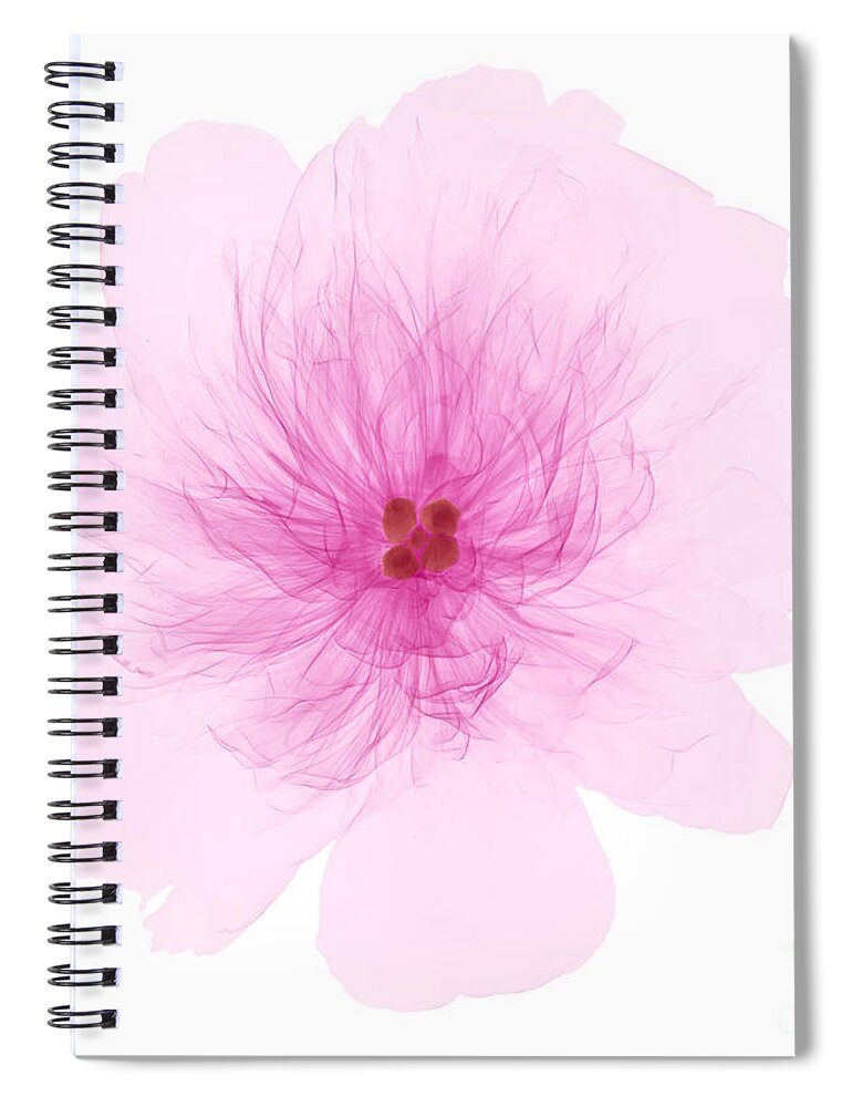 Xray Spiral Notebook featuring the photograph X-ray Of Peony Flower by Ted Kinsman